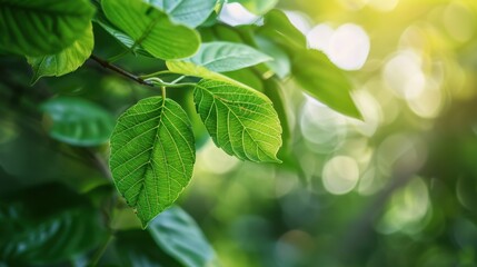 Fototapeta premium A lush green leaf background with a central area of soft focus, providing ample space for text.