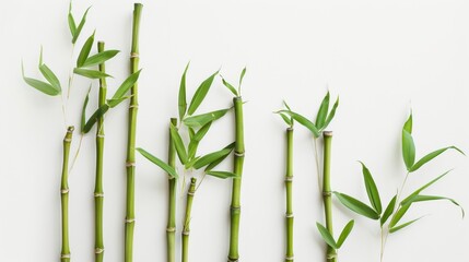 Naklejka premium A minimalist arrangement of bamboo stalks against a white background, highlighting their natural beauty