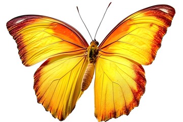 Obraz premium A beautiful butterfly isolated against a white background.