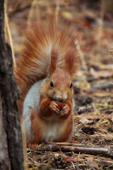 a squirrel in an autumn forest gnaws a nut