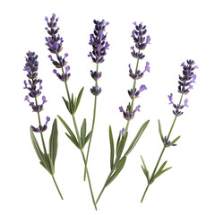 Fototapeta premium Lavender. transparent background