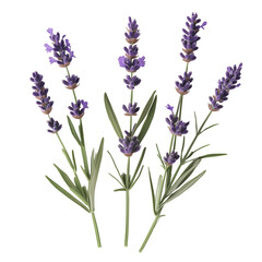 Naklejka premium Lavender. transparent background
