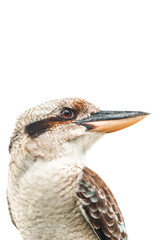 The laughing kookaburra is a bird in the kingfisher subfamily Halcyoninae. It is a large robust kingfisher with a whitish head and a brown eye-stripe. 