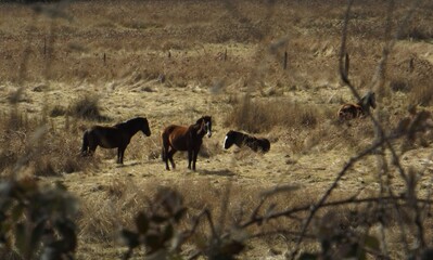 herd of horses