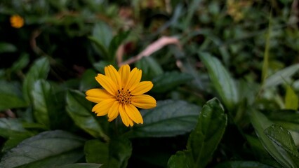 Yellow Wedelia chinensis flowers amidst a green grassy field in the garden