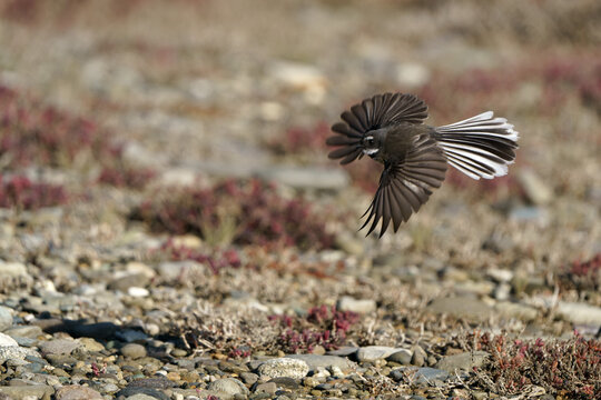 fantail (pīwakawaka ) flying, wings outstretched low over pepple beach, moutere inlet, new zealand