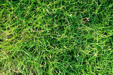 green grass background texture