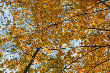 Fototapeta premium Maple tree in the city park at autumn day.