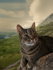 Fototapeta premium A brown tabby cat in the foreground, against a serene mountain landscape with lush green hills and an overcast sky in the background