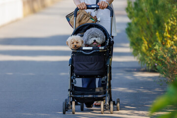 ペットカートに乗って散歩をする2匹の犬