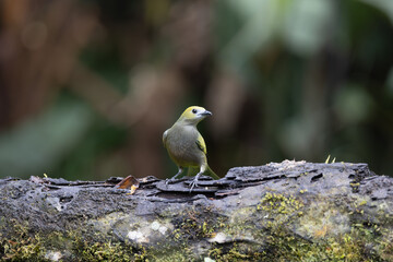 Perched Palm Tanager