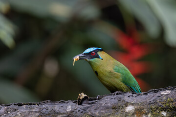 Andean Motmot eating a banana
