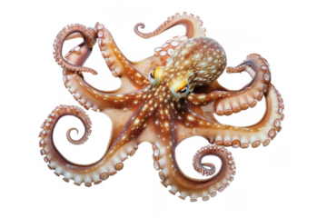 Captivating Sunset Scene Over Mountain Lake. Tranquility and serenity concept