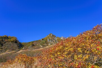 青空バックにきれいに色づいたナナカマド越しに見る宝剣岳の雄姿