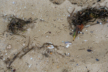 Closeup of seagrass and shells washed up on the beach with bird footprints in the sand. Norfolk Beach, Coochiemudlo Island, Queensland, Australia