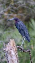 great blue heron