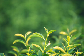 Green tea tree leaves field young tender bud herbal Green tea tree in camellia sinensis organic farm. Close up Fresh Tree tea plantations mountain green nature in herbal farm plant background morning