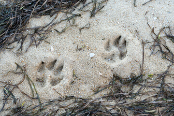 Two dog footprints in the sand. Coochiemudlo Island, Queensland, Australia