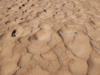 Background of seashells and sand on the beach seashore