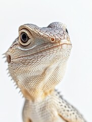 Fototapeta premium Lizard isolated on white background