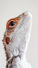 Obraz premium Lizard isolated on white background