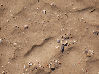 Background of seashells and sand on the beach seashore