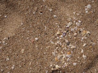 Background of seashells and sand on the beach seashore