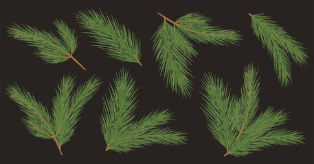 Collection Christmas Tree Branch. New year green chalk pencil texture branches set. Pine, fir tree Xmas spruce decoration crayon hand drawn graphic elements. Cartoon doodle vector illustration.