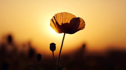 Silhouetted Poppy Glowing in Golden Sunset Backdrop