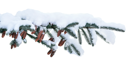 Blue spruce branch with cones and snow in winter isolated cutout on transparent