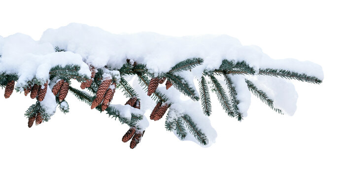 Blue spruce branch with cones and snow in winter isolated cutout on transparent