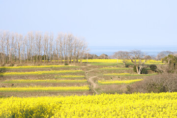 菜の花畑のある風景