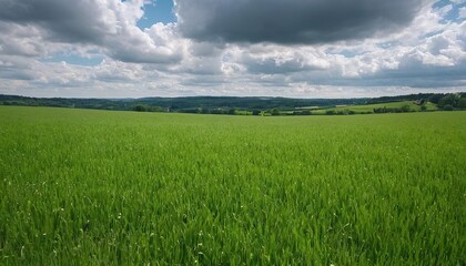 Fototapeta premium Green agriculture and blue sky 13