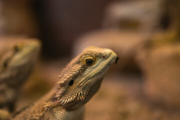 bearded dragon lizard