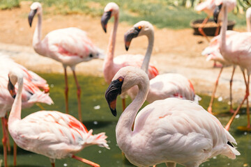 group of flamingos