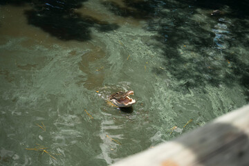 Obraz premium boat on the river