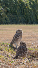 LECHUZA BIZCACHERA ARGENTINA