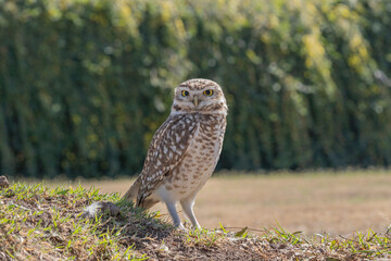 LECHUZA BIZCACHERA ARGENTINA