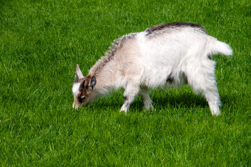Reykjavik Iceland, young icelandic goat grazing in field