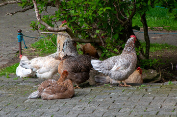 Reykjavik Iceland, chickens under tree in farm yard