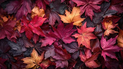 A vibrant collection of colorful autumn leaves, showcasing rich reds, oranges, and yellows on a dark background.