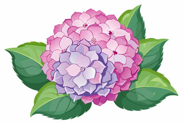 Pink and Purple Hydrangea with Green Leaves