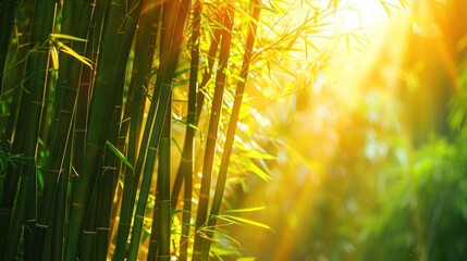 A vibrant bamboo forest with sunlight streaming through the tall, slender stalks.