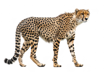 Captivating Serenity. Tranquil sunset scene over the ocean