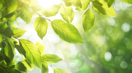 Obraz premium Fresh green leaves with sunlight filtering through, leaving a clear space on the left for text.