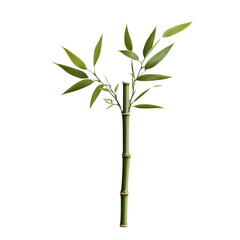 Fototapeta premium Green Bamboo Branch Isolated on White