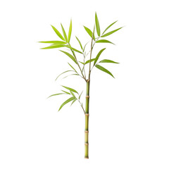 Fototapeta premium Green Bamboo Plant isolated