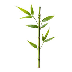 Obraz premium Green Bamboo Shoot isolated