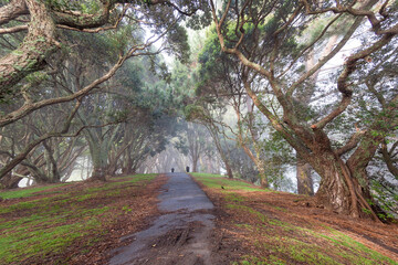two dogs walking foggy morning walkway through trees