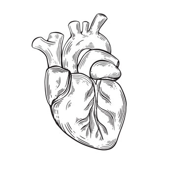 recommend clip art: Human heart anatomy in engraving style. Line drawing organ human heart.  Vector illustration